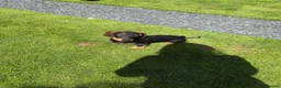 Dachshund dogs for sale: Standard Wirehaired Dachshund Puppy - Advert 19