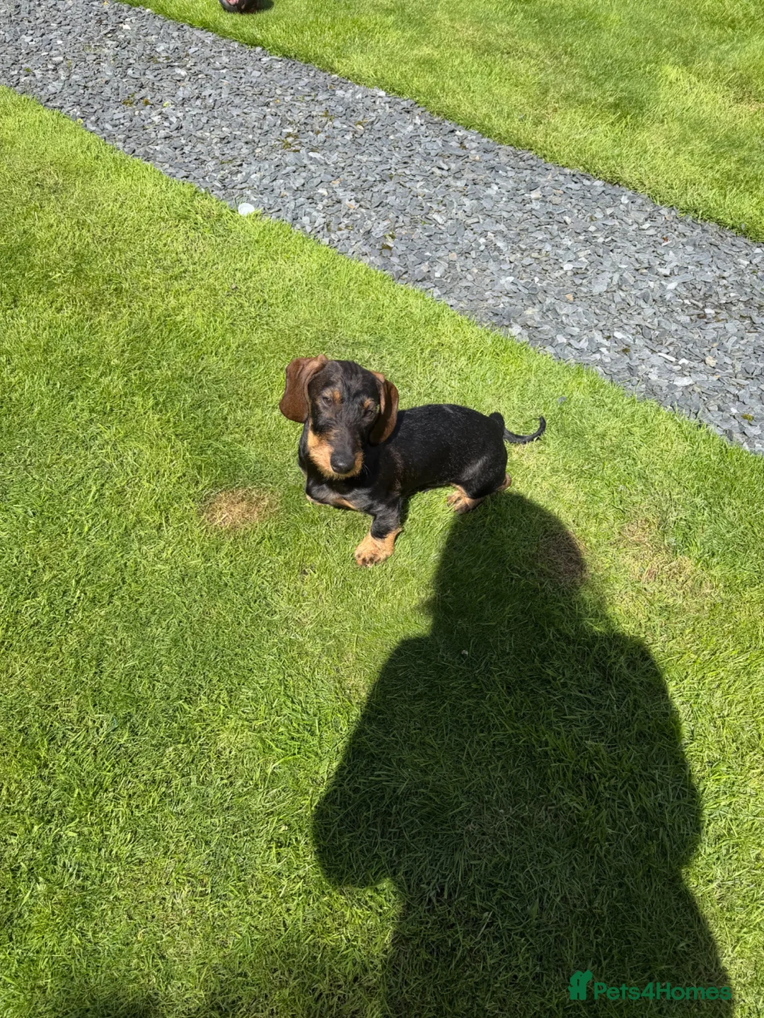 Dachshund dogs for sale: Standard Wirehaired Dachshund Puppy - Advert 19