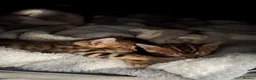 Bengal cats for sale: 🐾 Beautiful Bengal Kittens 🐾 - Advert 21