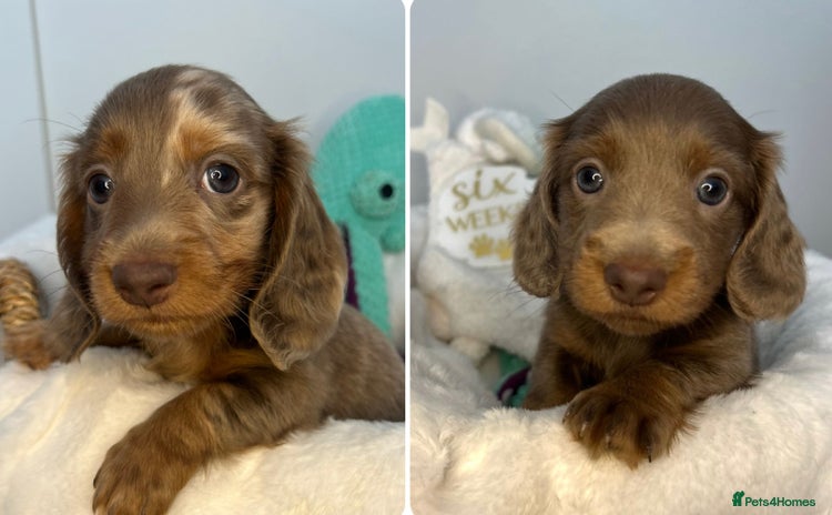 Miniature Dachshund dogs - Advert 13