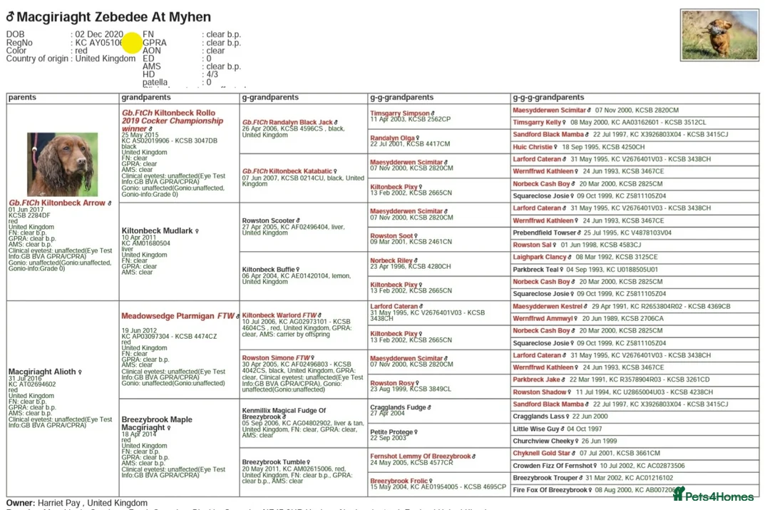 Cocker Spaniel dogs for stud: 💥HealthTested champ bred working cocker spaniel💥 in Cranbrook - Advert 11