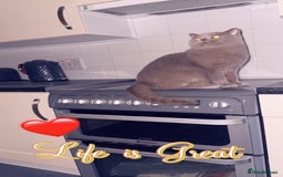 British Shorthair cats for sale: British Shorthair Cat - Advert 2