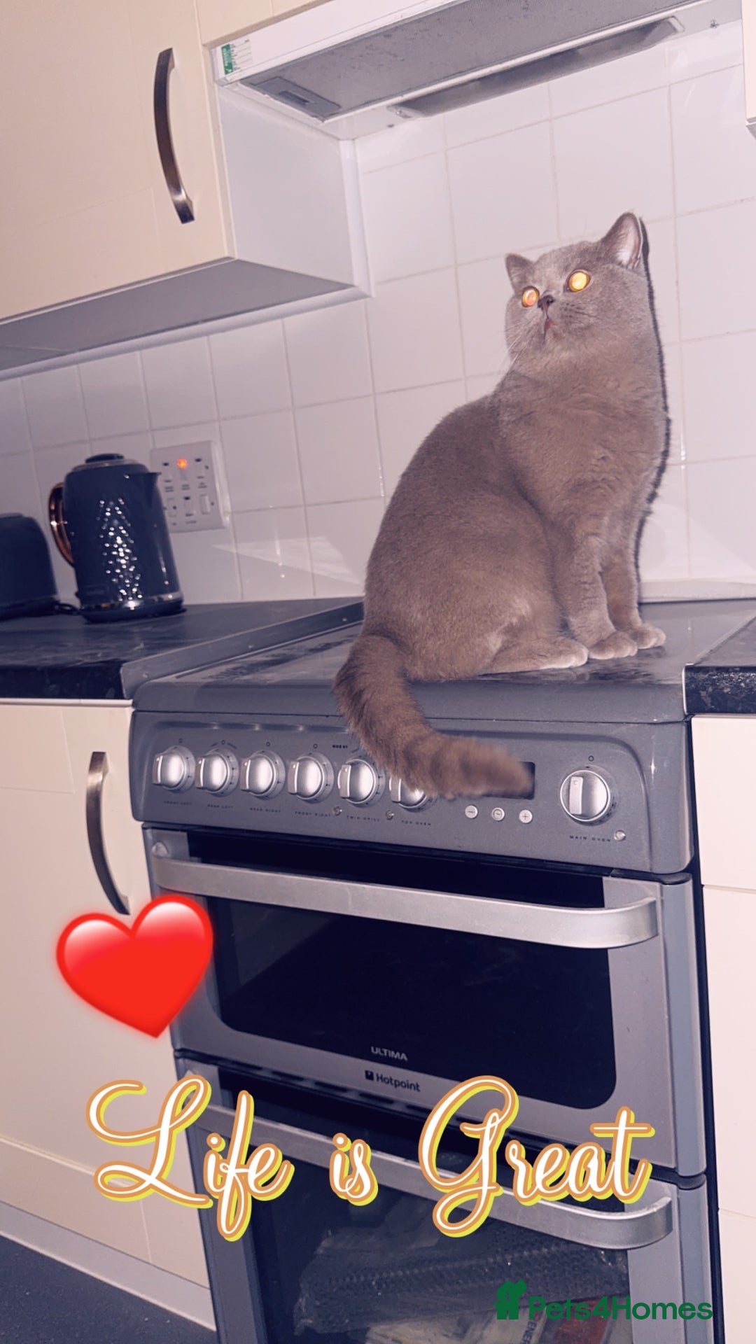 British Shorthair cats for sale: British Shorthair Cat - Advert 2