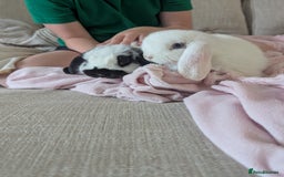 Mini Lop rabbits for sale: Monty and Muffin  - Image 1