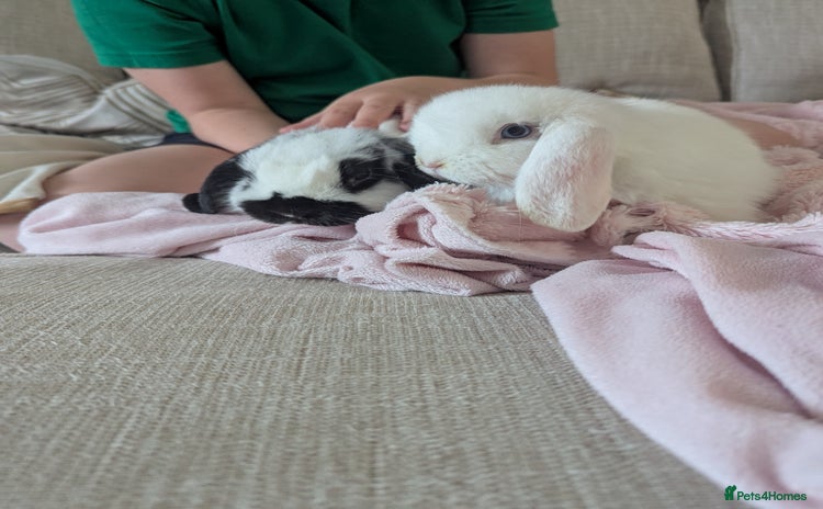 Mini Lop rabbits - Advert 1