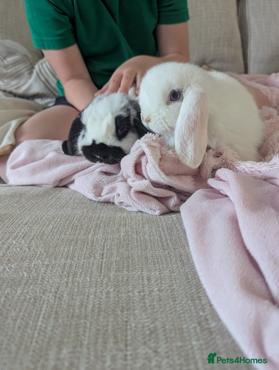 Mini Lop rabbits for sale: Monty and Muffin  - Image 1