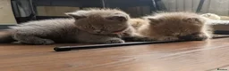 British Shorthair cats for sale: Beautiful BSH-kittens-Ready for Their New Homes - Advert 13