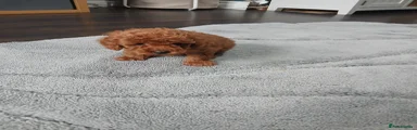 Miniature Poodle 3