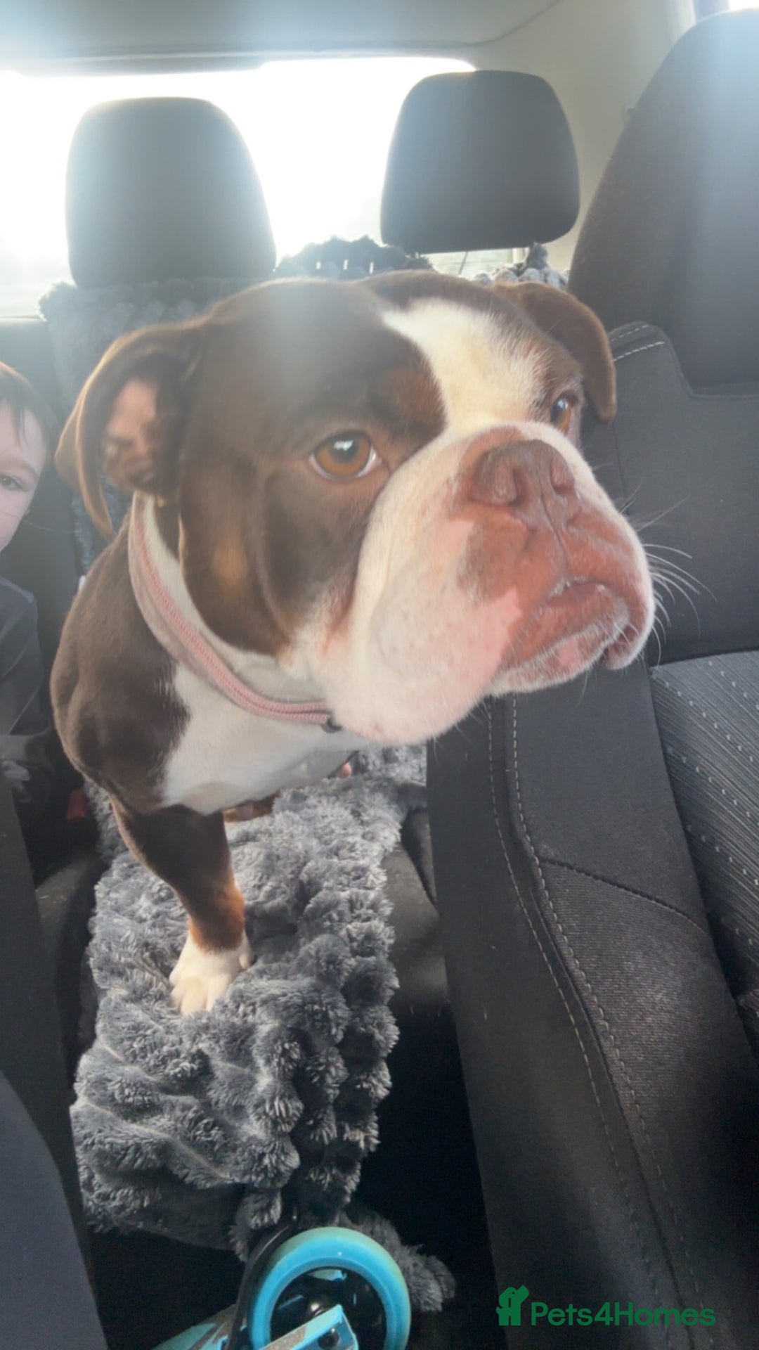 Olde English Bulldogge dogs for sale: Here is my girl CoCo - Advert 5