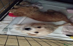 Mixed Breed dogs for sale: CavalierxCocker Spaniel Puppies -Both Parents Here - Image 5