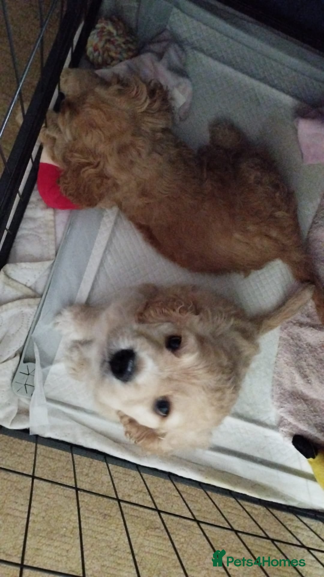 Mixed Breed dogs for sale: CavalierxCocker Spaniel Puppies -Both Parents Here - Image 5