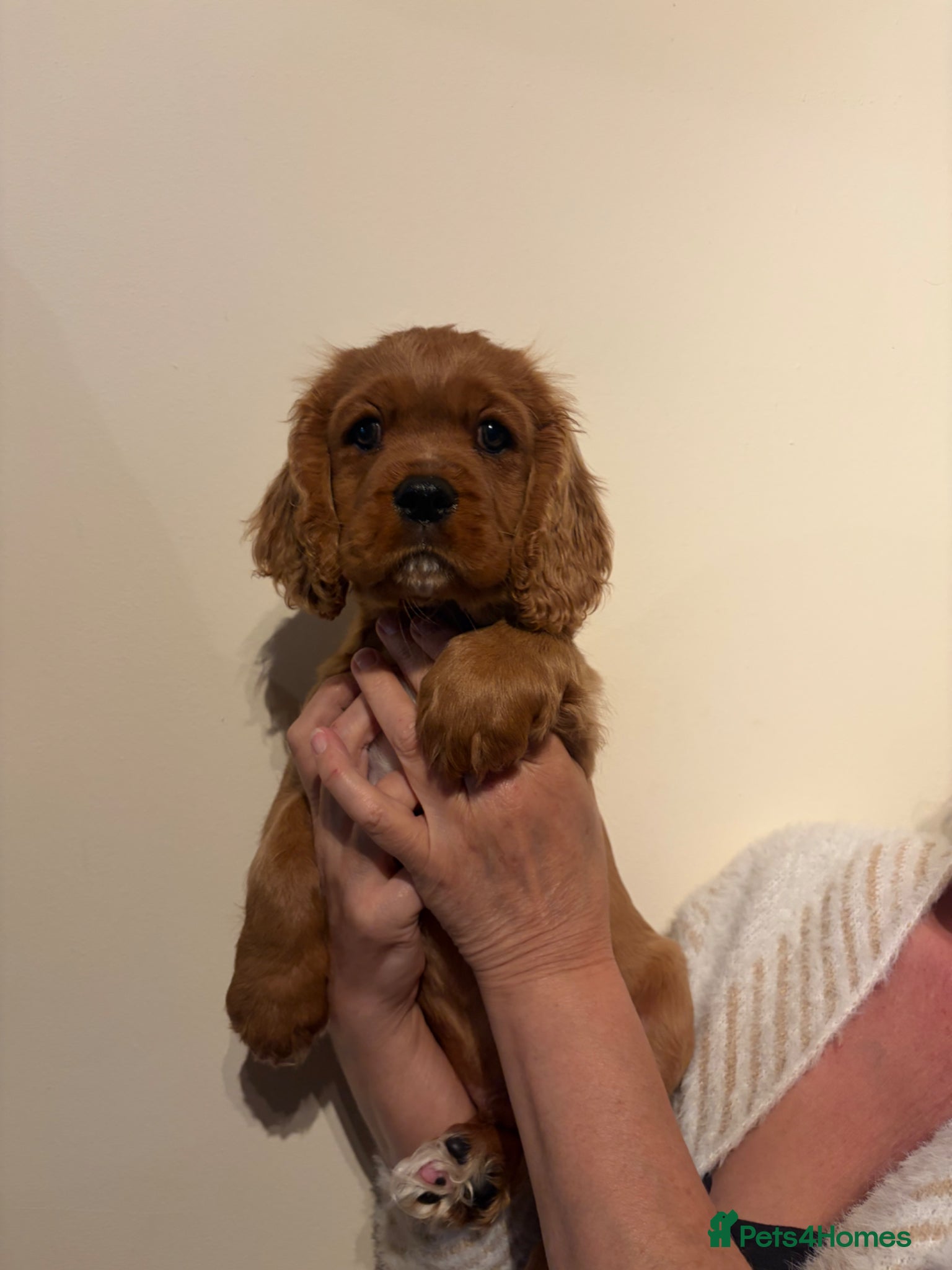 Cavalier King Charles Spaniel dogs REDUCED READY FOR THEIR FOREVER HOME KC REGISTERED - Advert 1