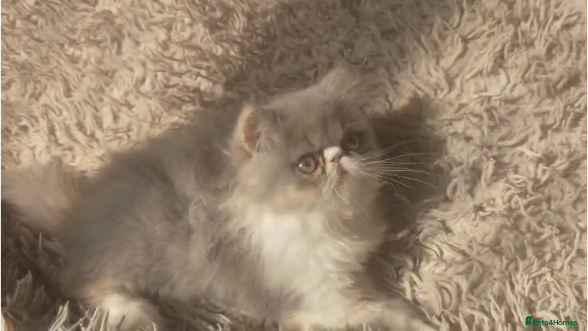 Persian cats Persian Kittens - Advert 1