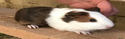 Guinea Pig rodents for sale: Baby guinea pigs for sale - Advert 2