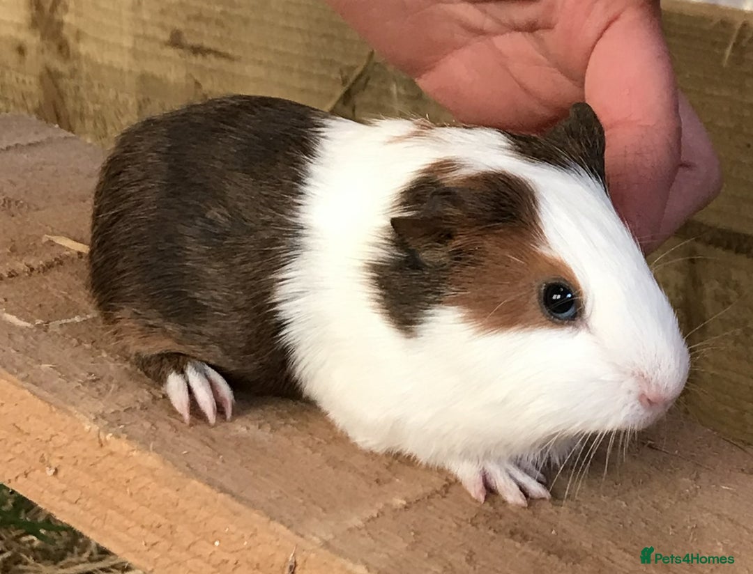 Guinea Pig rodents for sale: Baby guinea pigs for sale - Advert 2