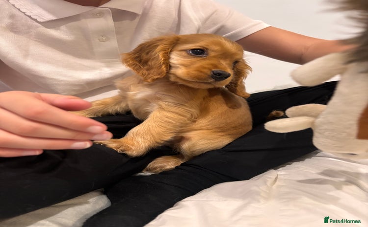Cocker Spaniel dogs - Advert 9