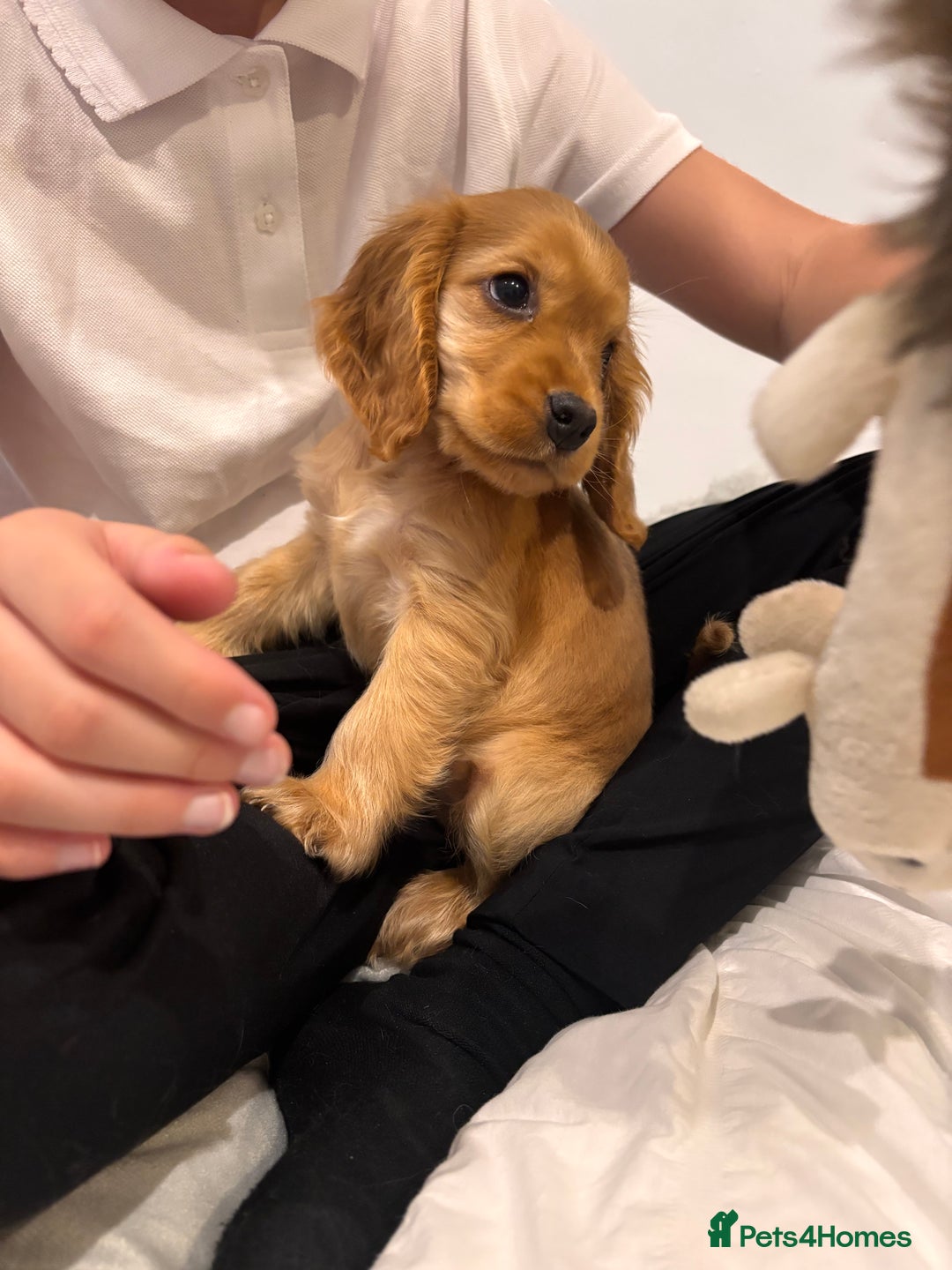 Cocker Spaniel dogs for sale: Kc show cocker spaniel girl puppy  - Image 1