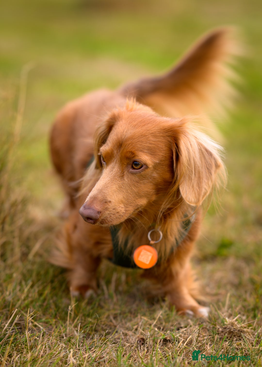 Miniature Dachshund dogs for stud: Miniature long haired dachshund for stud in Hull - Advert 4
