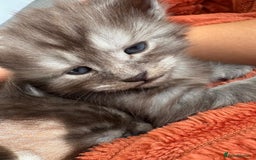 Maine Coon cats for sale: 🐾 Russian Maine Coon Kittens – TICA Registered 🐾 - Image 29