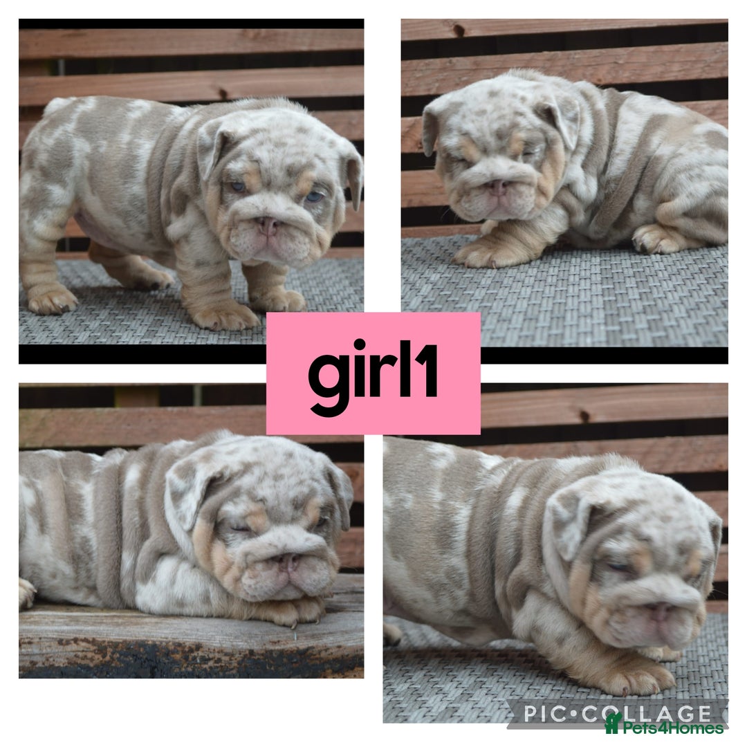 English Bulldog dogs for sale: Outstanding English bulldog puppies  - Image 9