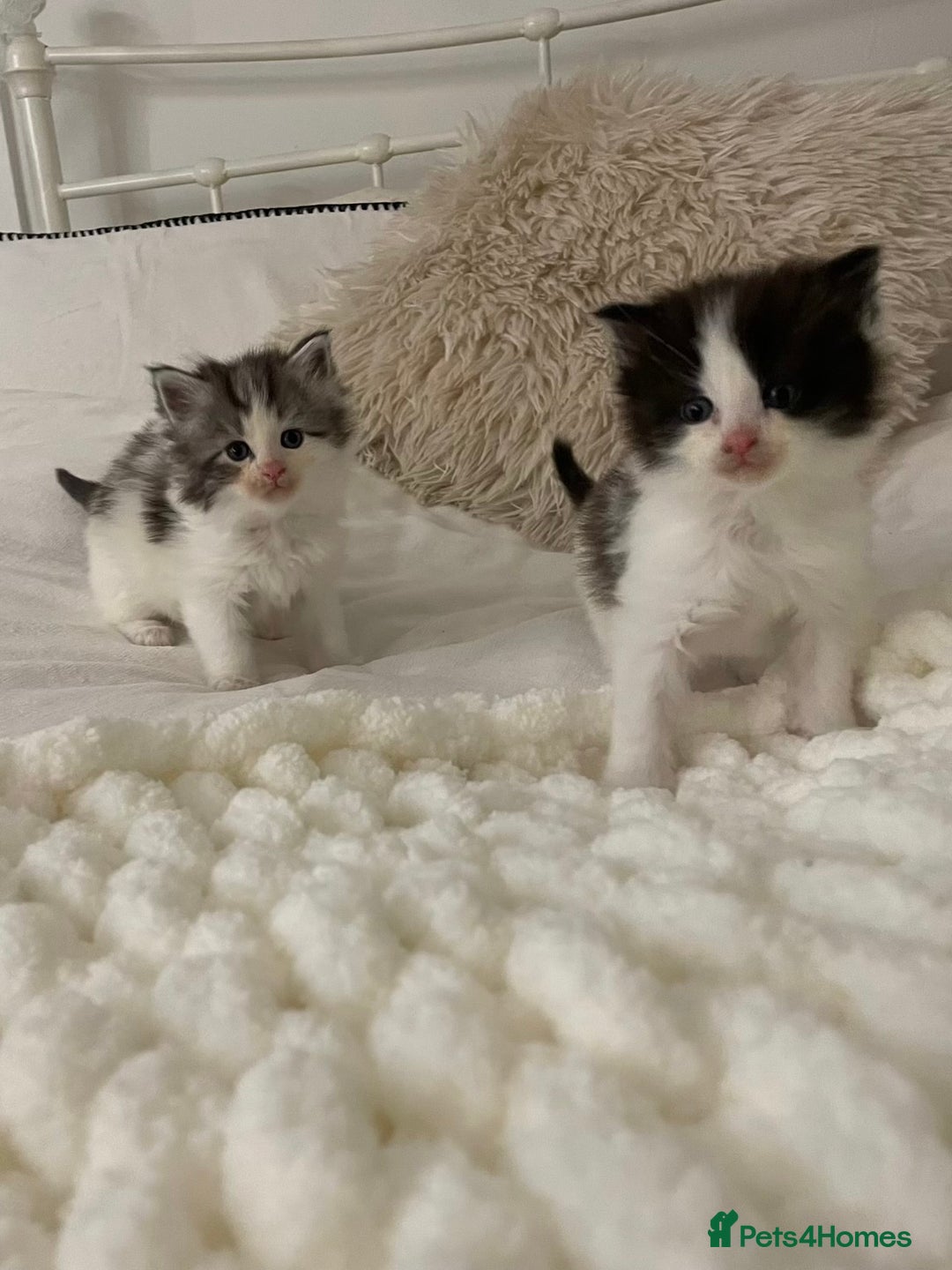 Maine Coon cats for sale: ✨Beautiful Mainecoon/Ragdoll mix kittens✨ - Advert 8