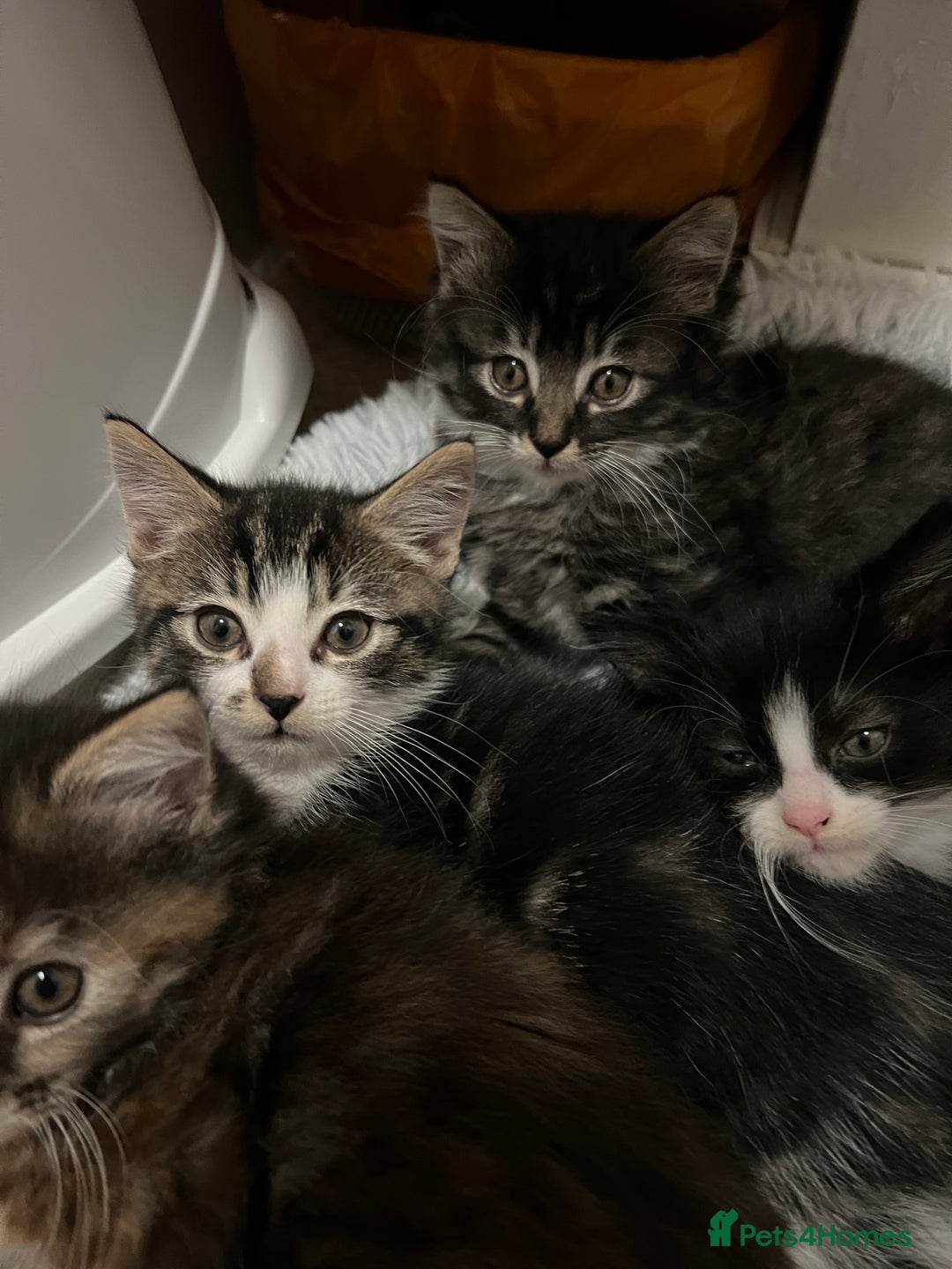 Mixed Breed cats for sale: Cheap Kittens for sale  (Ready to go asap) - Advert 9