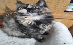 Maine Coon cats for sale: Pedigree GCCF Registered Maincoon Kittens - Image 9