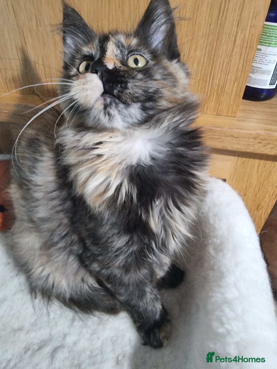 Maine Coon cats for sale: Pedigree GCCF Registered Maincoon Kittens - Image 9