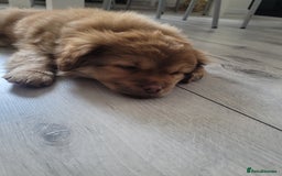 Mixed Breed dogs for sale: Pekingese mix breed puppies  - Advert 6
