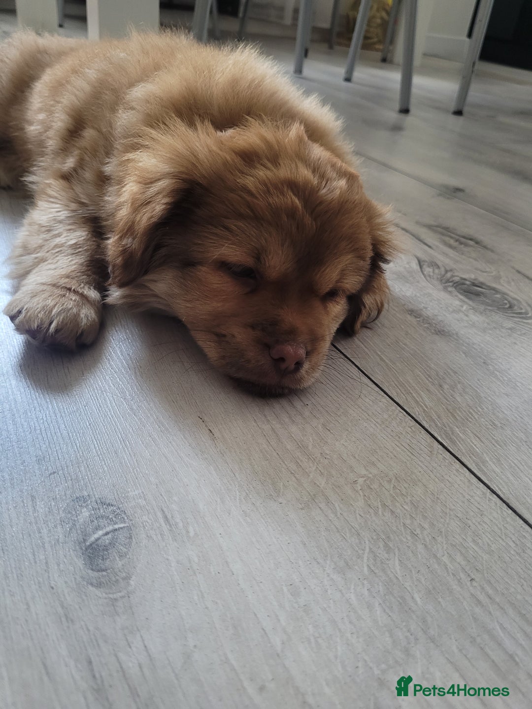 Mixed Breed dogs for sale: Pekingese mix breed puppies  - Advert 6