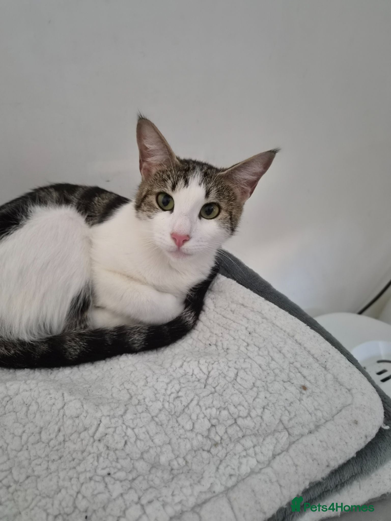 Mixed Breed cats Black and white mixed breed kitten - Advert 1