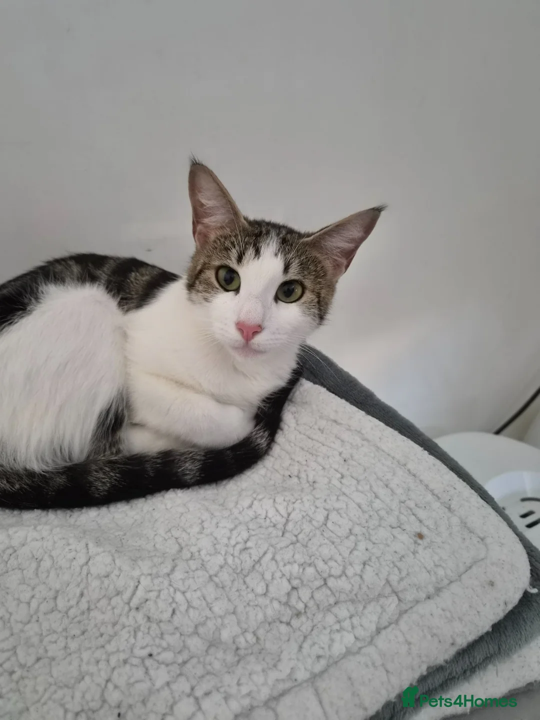 Mixed Breed cats for sale: Black and white mixed breed kitten - Advert 1
