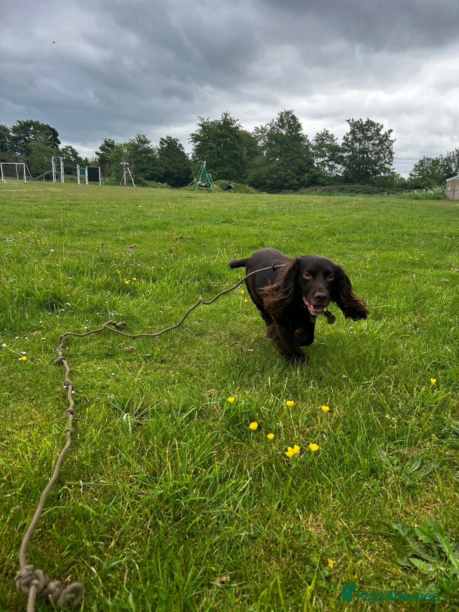 Cocker Spaniel dogs Working Cocker Spaniel from a strong line - Advert 2