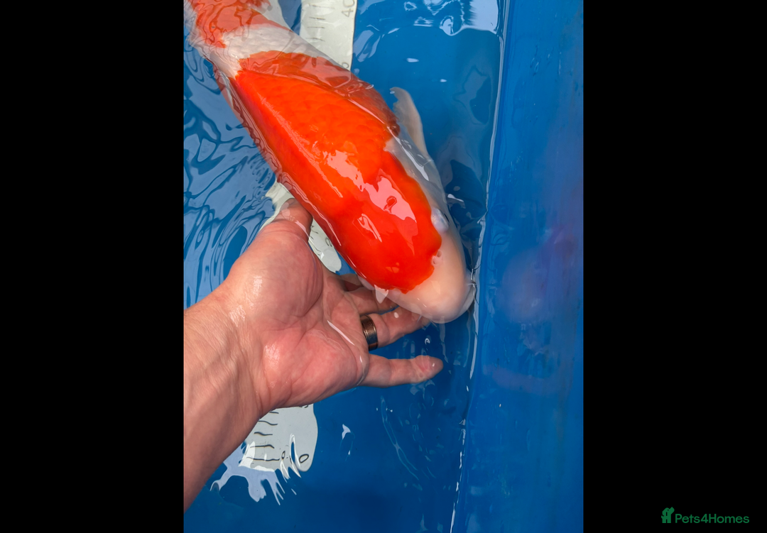 Koi Carp fish for sale: Koi carp  - Image 3