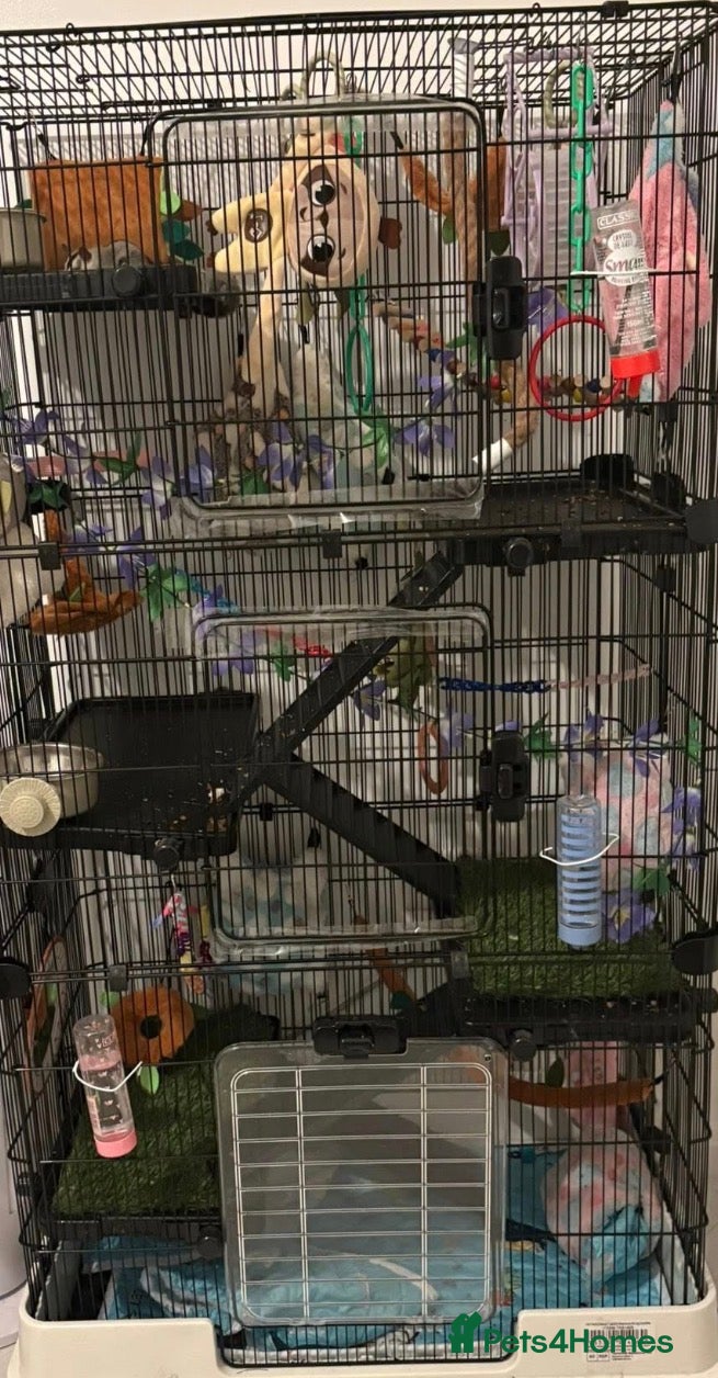 Sugar Glider rodents for sale: Sugar gliders and cage  - Advert 7