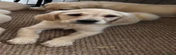 Golden Retriever dogs for sale: KC Reg Golden Retriever puppies - Ready now!!!!  - Advert 10