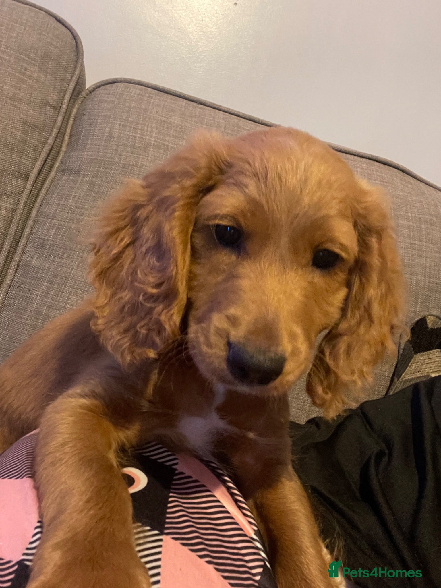 Cockapoo dogs Last little boy, part toilet trained  - Advert 10