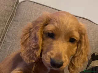Cockapoo dogs Last little boy, part toilet trained - Advert 2