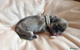 Lhasa Apso dogs for sale: Pure bred Lhasa Apso puppies  - Image 8
