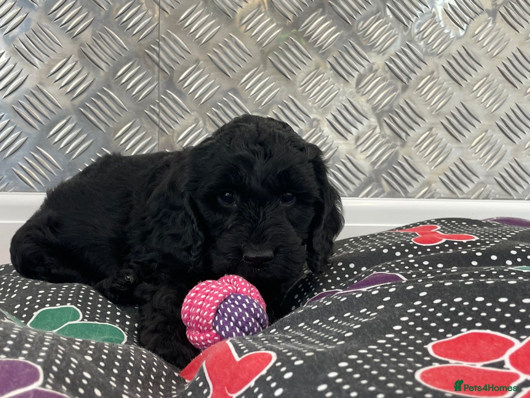 Cockapoo dogs for sale: F1 Cockapoo puppies for sale  - Image 12