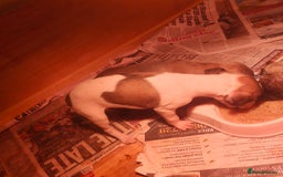 Whippet dogs for sale: Whippet pups  - Image 11