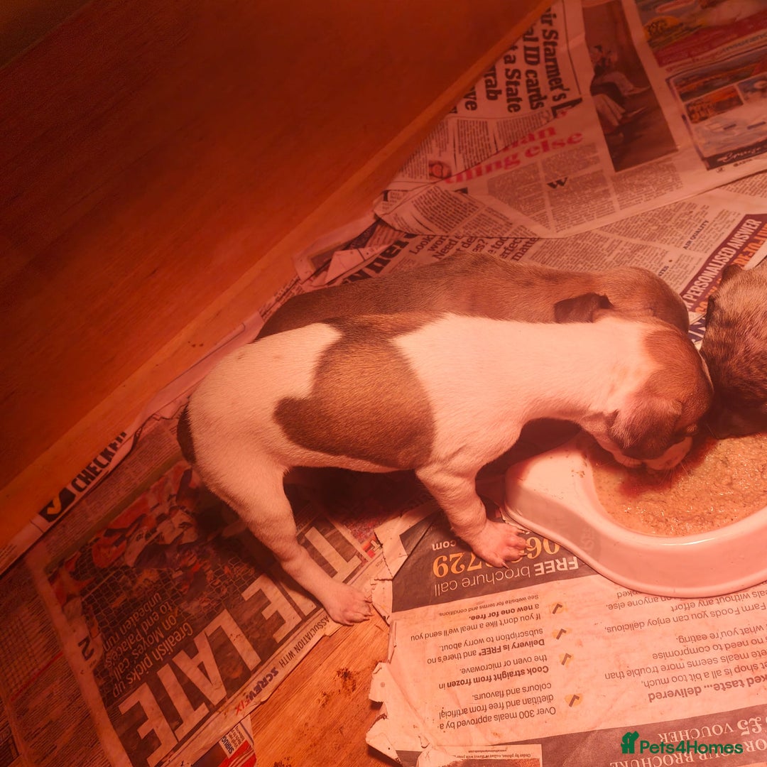 Whippet dogs for sale: Whippet pups  - Image 11