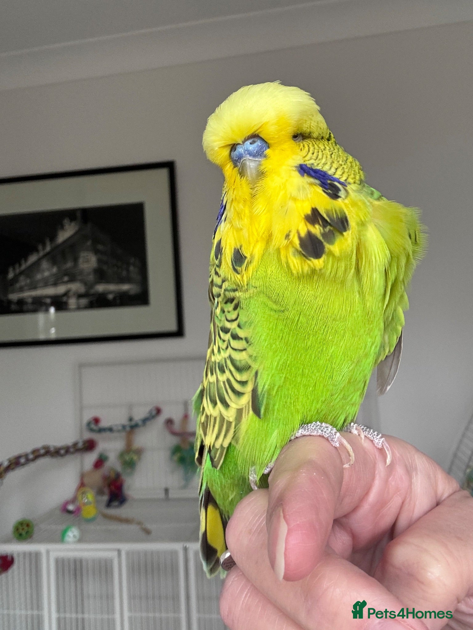 Budgerigars birds Super Tame Male Exhibition Budgie - Advert 1