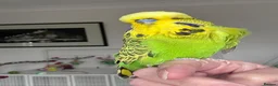 Budgerigars birds for sale: Super Tame Male Exhibition Budgie - Advert 1