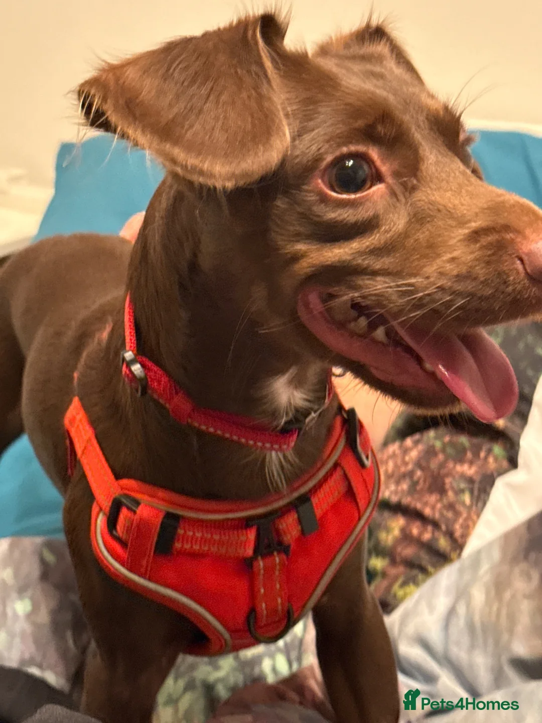 Mixed Breed dogs for sale: Fudge 1yr 5 months old - Advert 1