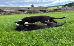 Border Collie dogs for sale: ⭐️ Border Collie Puppies ⭐️ - Image 17