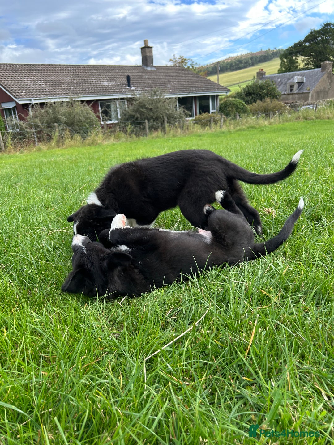 Border Collie dogs for sale: ⭐️ Border Collie Puppies ⭐️ - Image 17