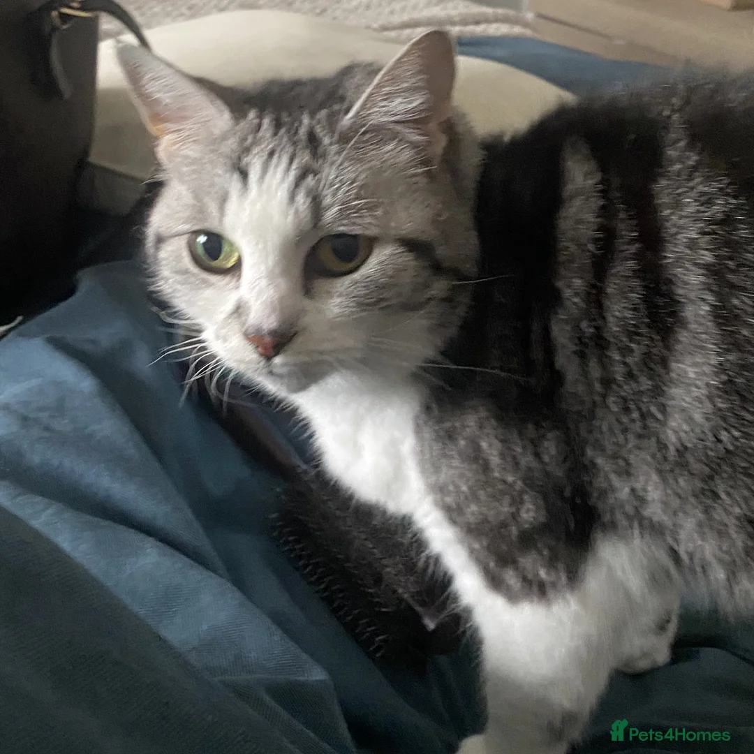 Mixed Breed cats for adoption: A petite, affectionate lap cat - Advert 2