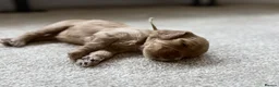 Cockapoo dogs for sale: Cockapoo puppies 3 Girls available  - Advert 35