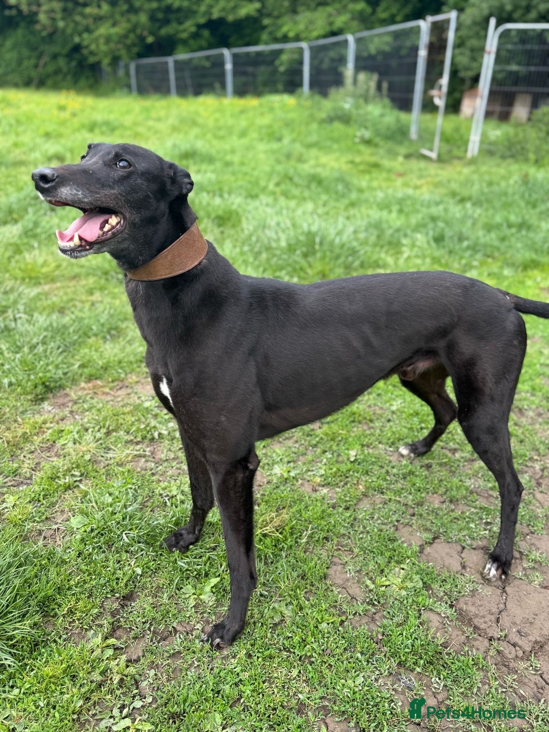 Greyhound dogs for sale: Caesar 💙 - Image 2